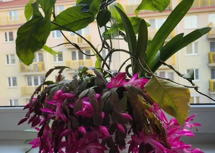 Wspomnienie Mlodosci *